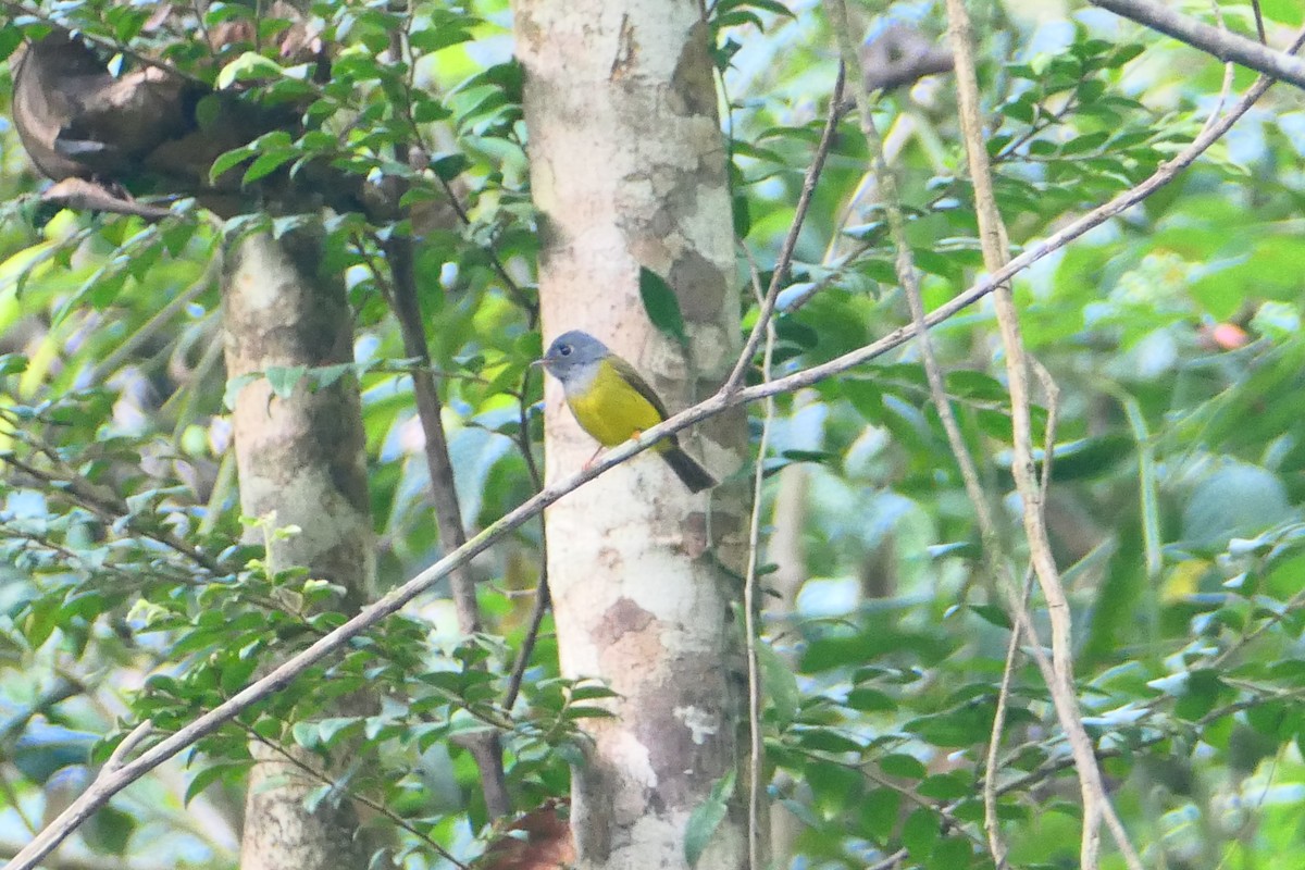 Gray-headed Canary-Flycatcher - ML627604980