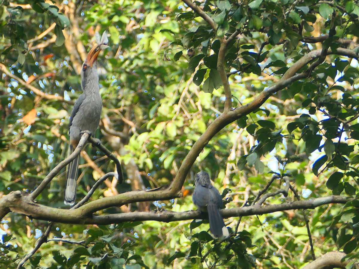 Malabar Gray Hornbill - ML627605025