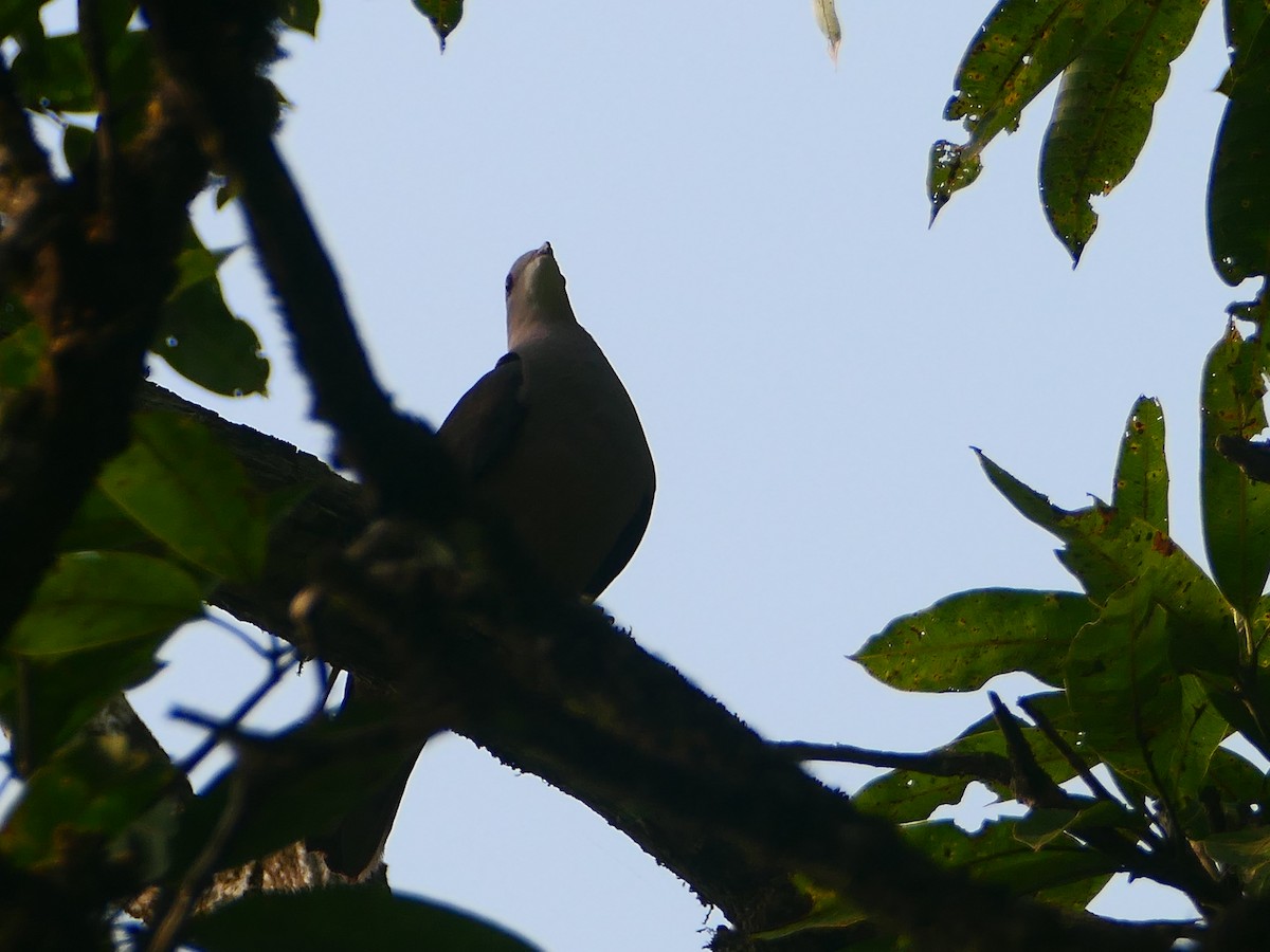 Malabar Imperial-Pigeon - ML627605035