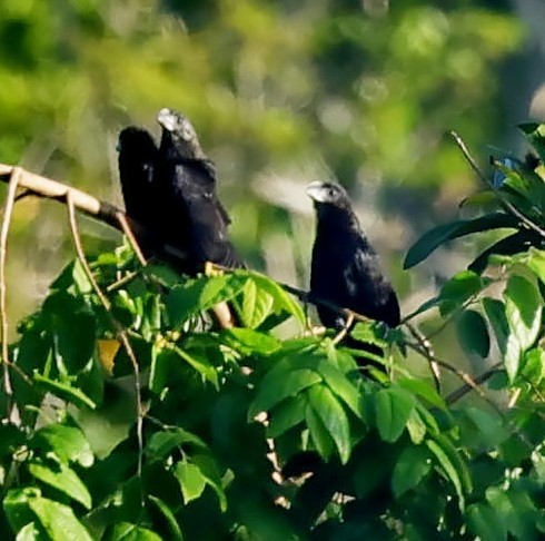 Smooth-billed Ani - ML627605036