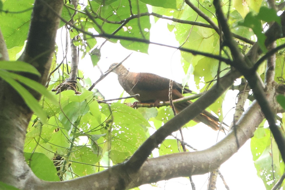 Sultan's Cuckoo-Dove - ML627605047