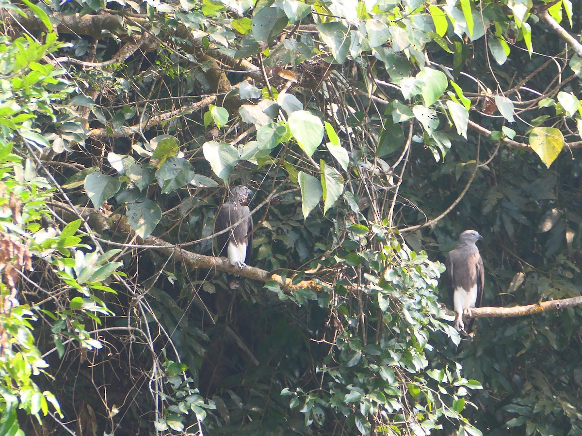 Lesser Fish-Eagle - ML627605089