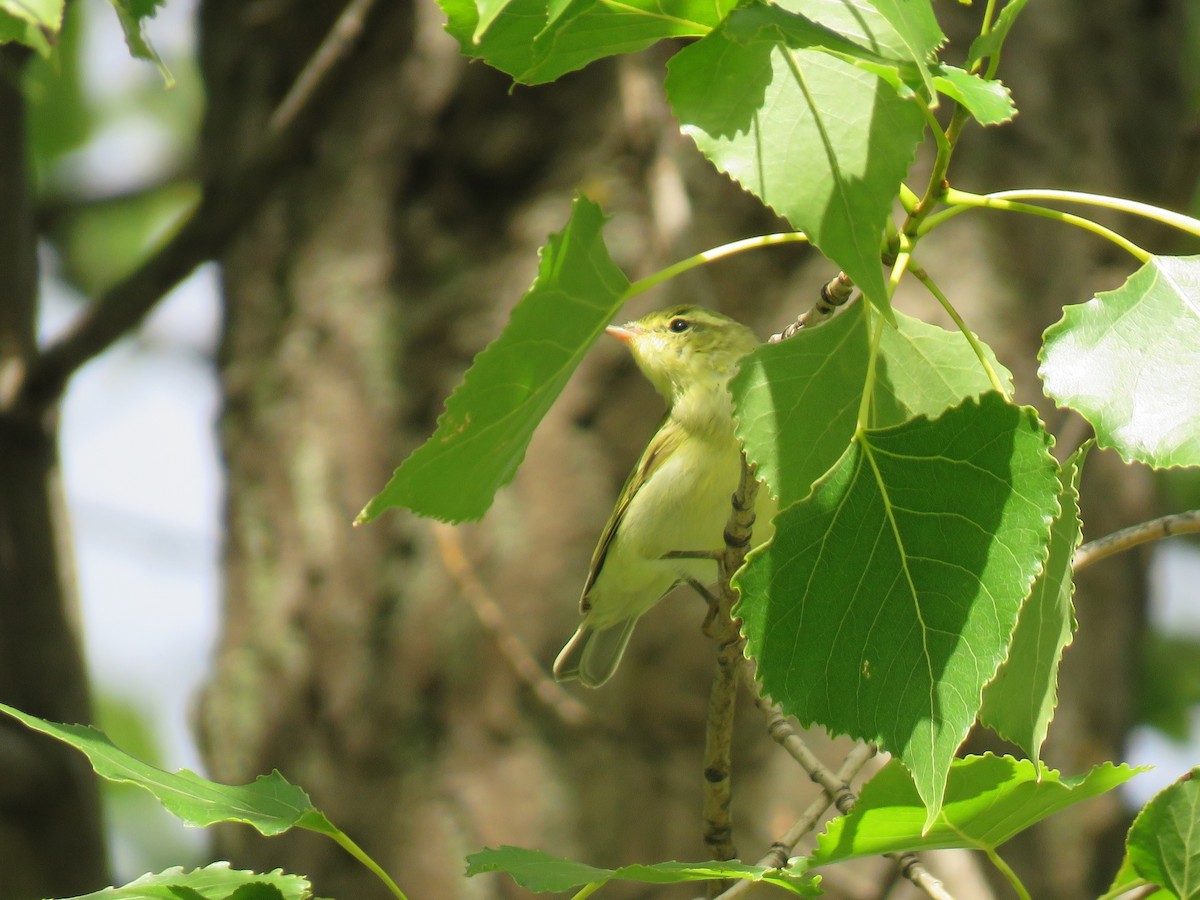 Green Warbler - ML627605116