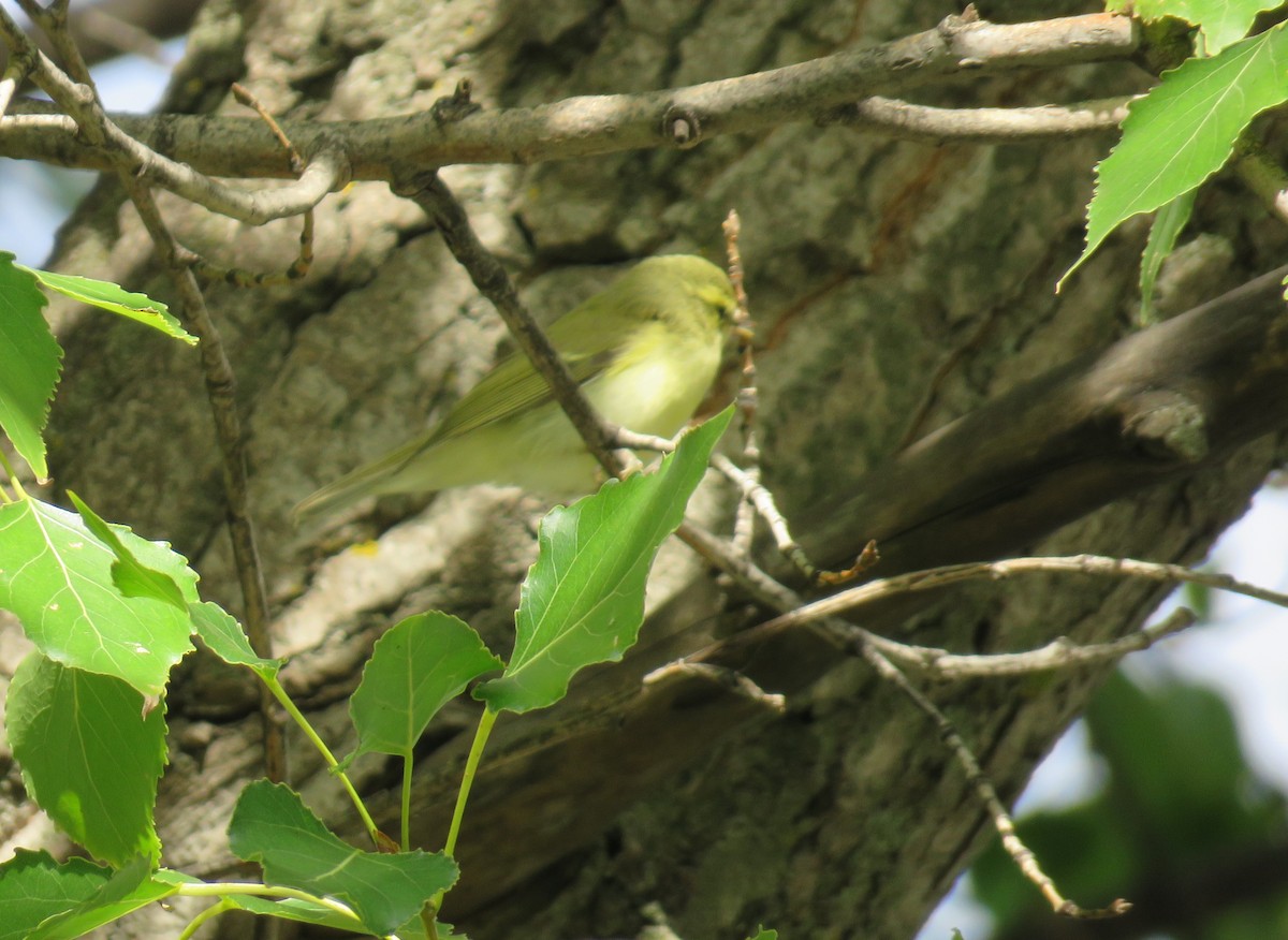 Green Warbler - ML627605117