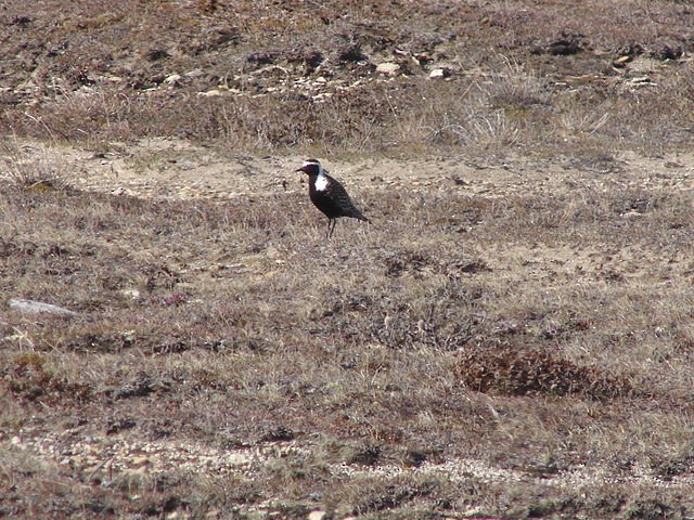 American Golden-Plover - ML62760521