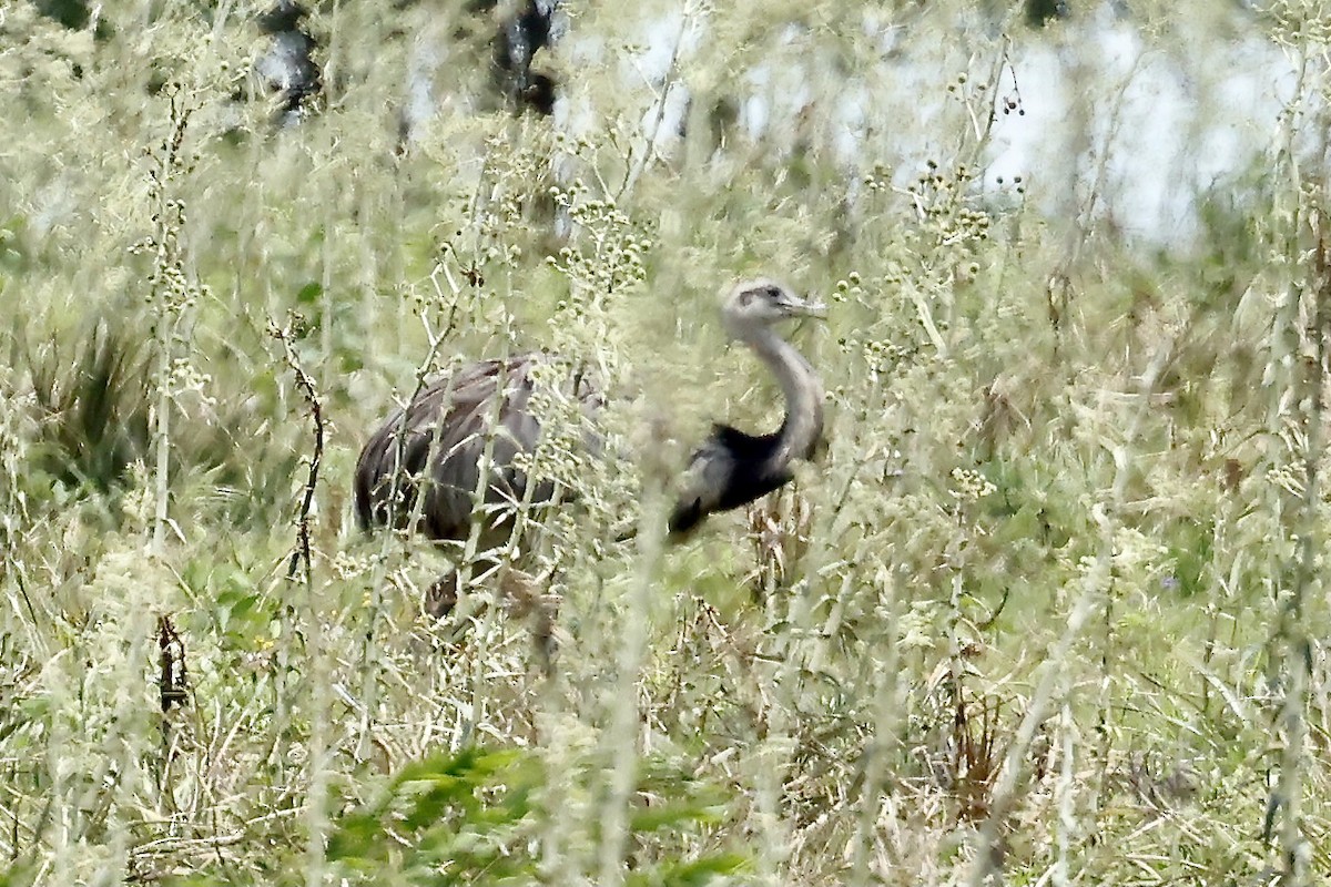 Greater Rhea - ML627605296