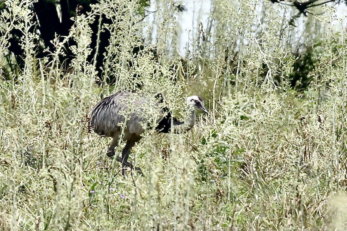 Greater Rhea - ML627605297