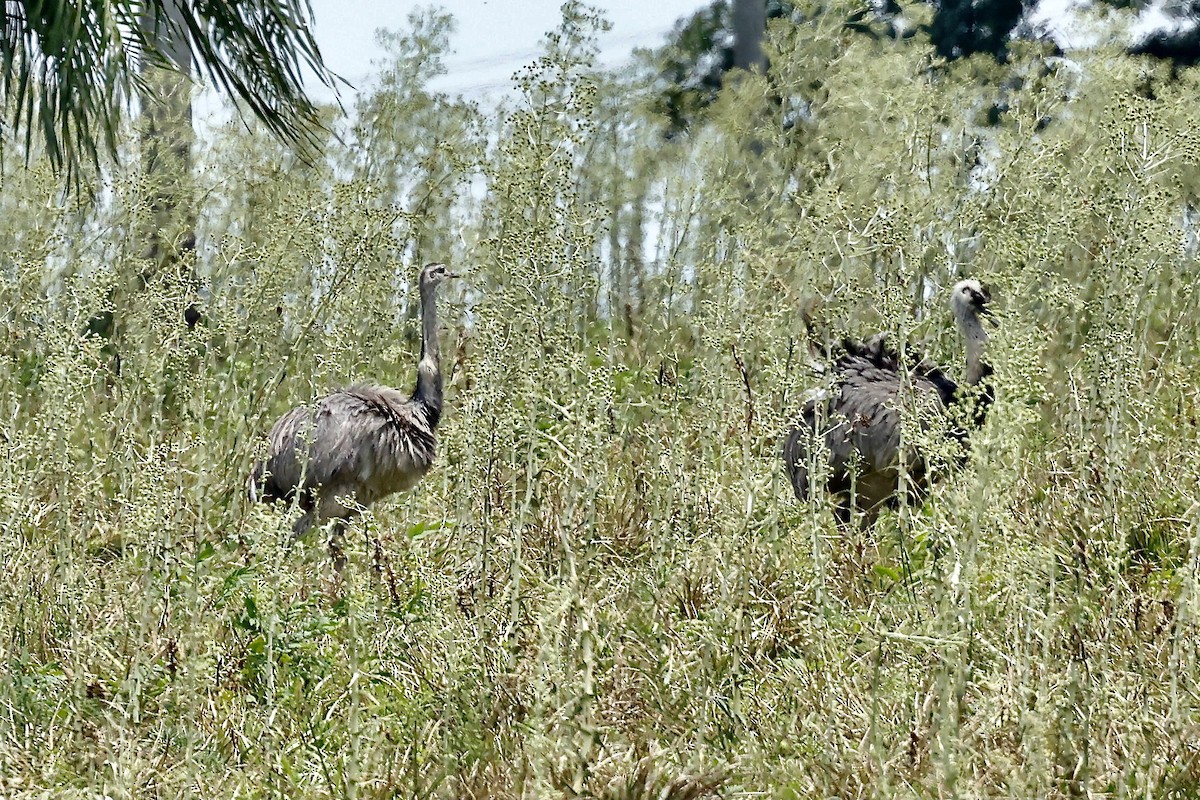 Greater Rhea - ML627605298