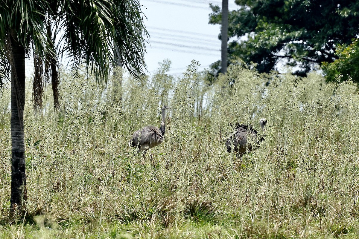 Greater Rhea - ML627605299