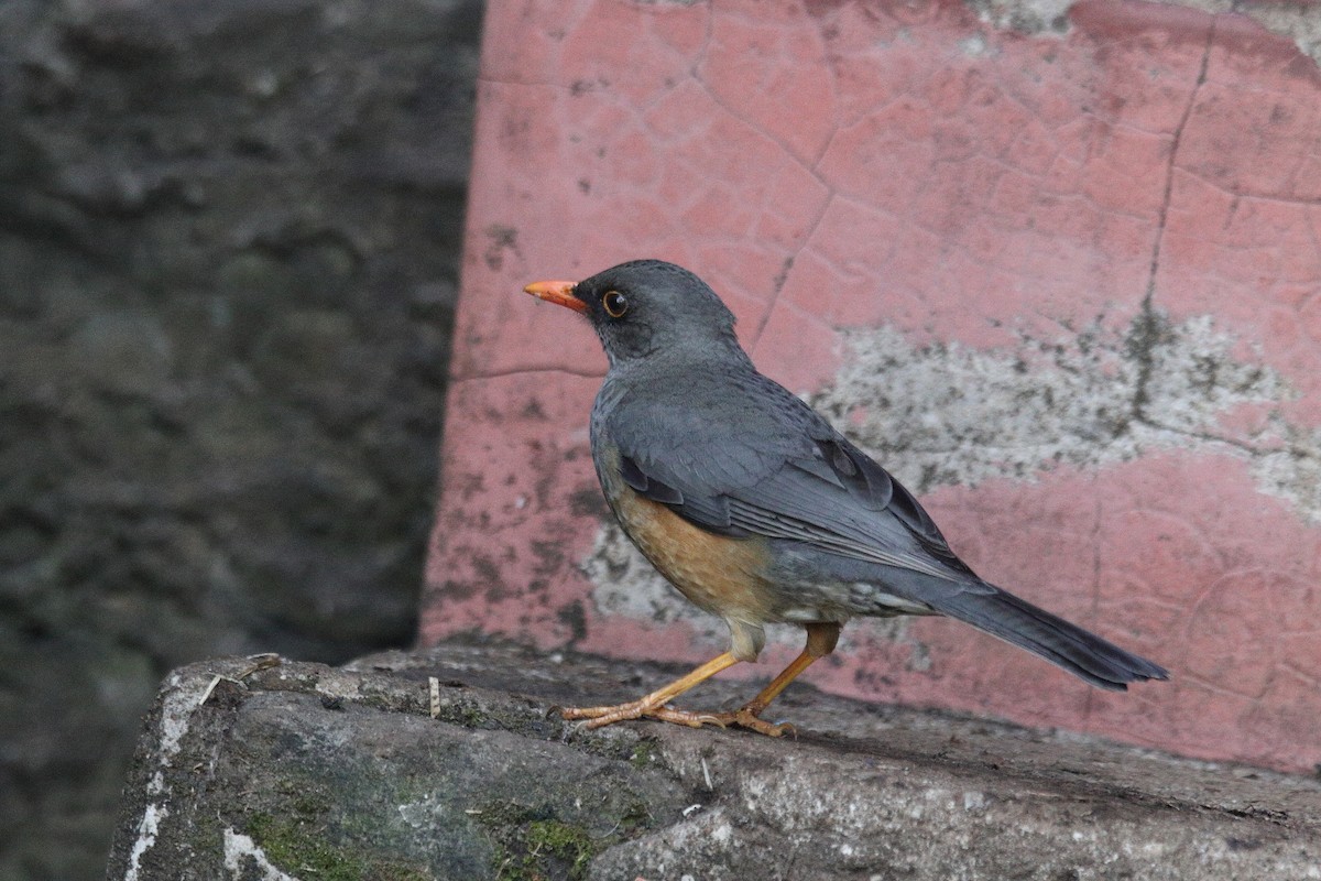 Abyssinian Thrush - ML627605382