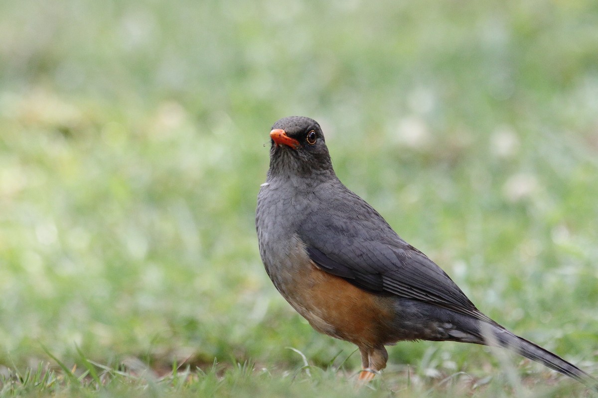 Abyssinian Thrush - ML627605383