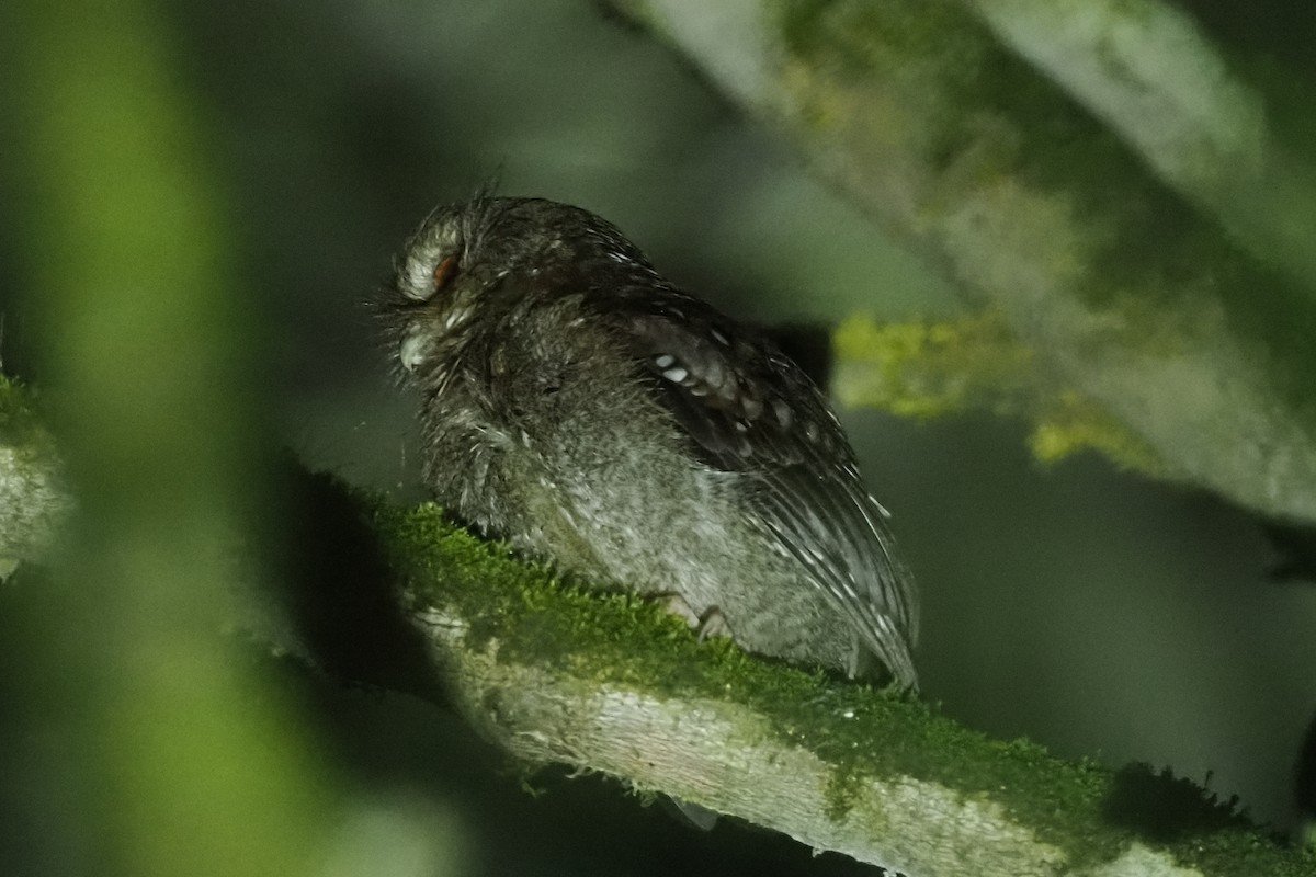 Long-whiskered Owlet - ML627605393