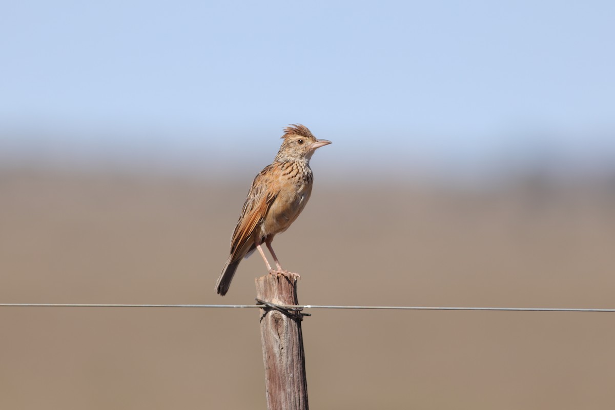 Rufous-naped Lark - ML627605395