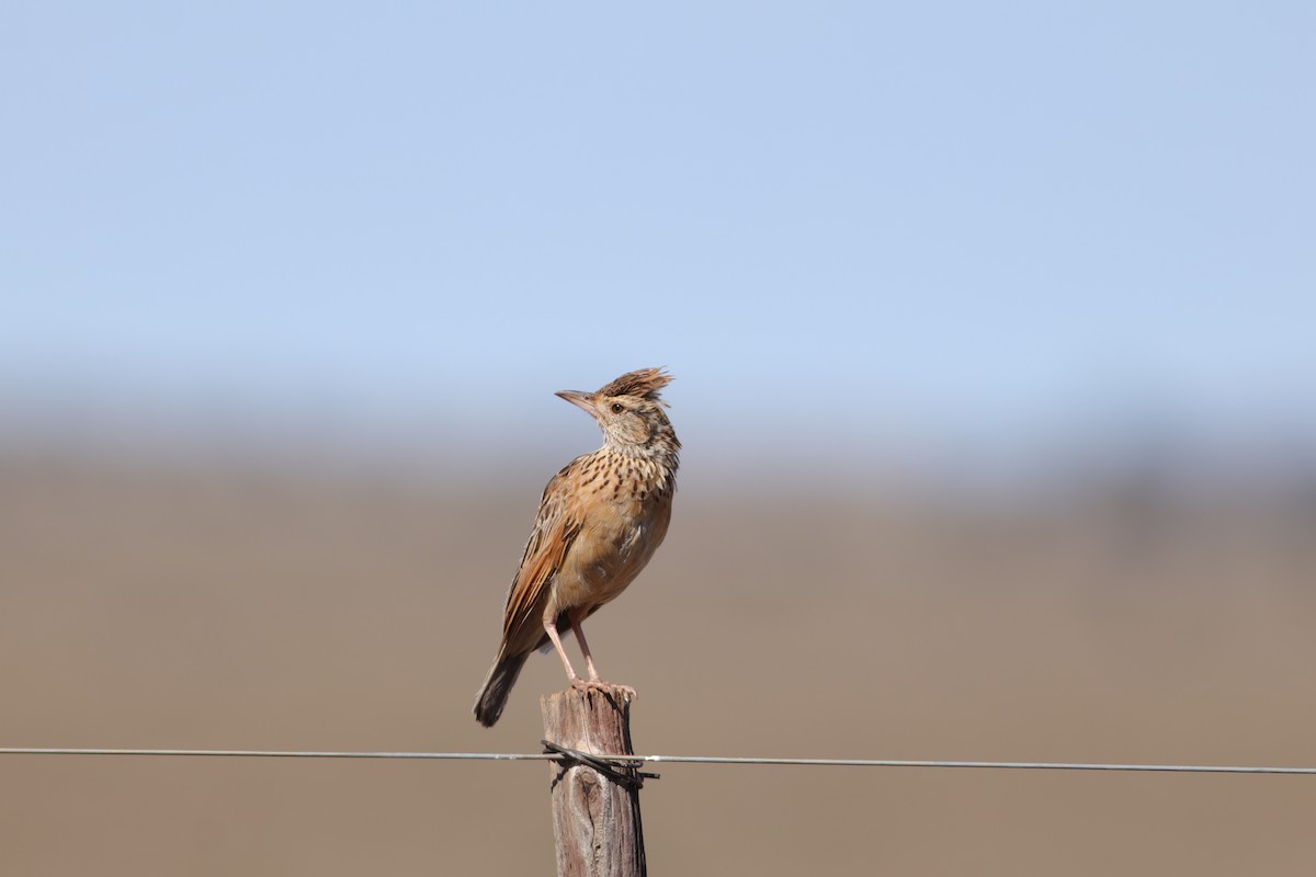 Rufous-naped Lark - ML627605396