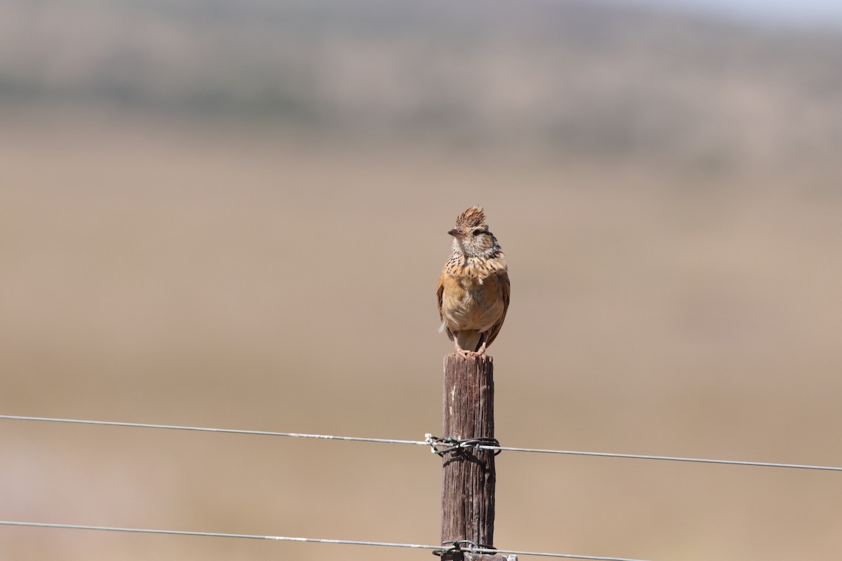 Rufous-naped Lark - ML627605399