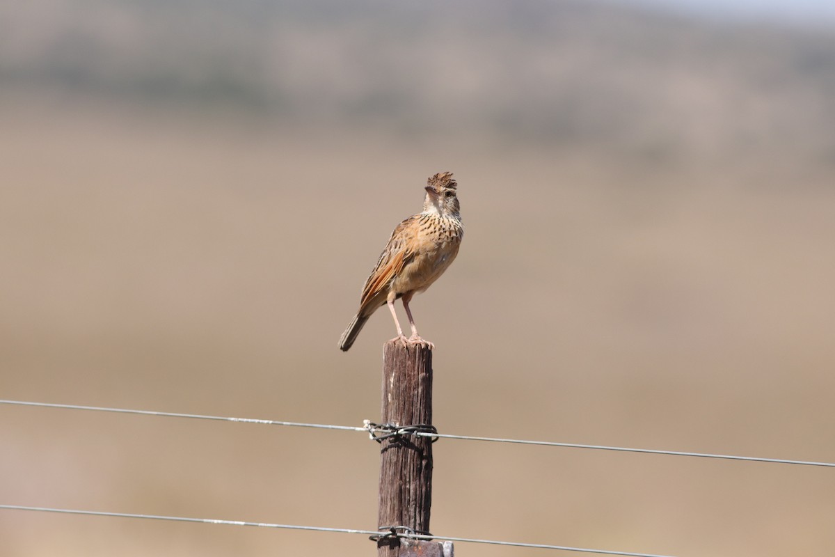 Rufous-naped Lark - ML627605400