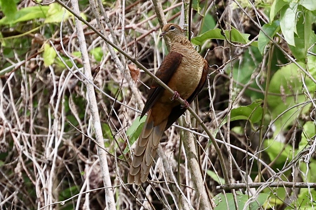 Amboyna Cuckoo-Dove - ML627605419
