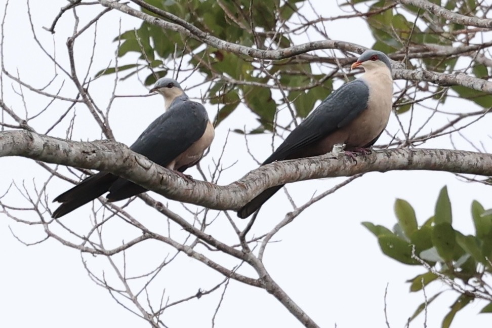 Buru Mountain-Pigeon - ML627605426