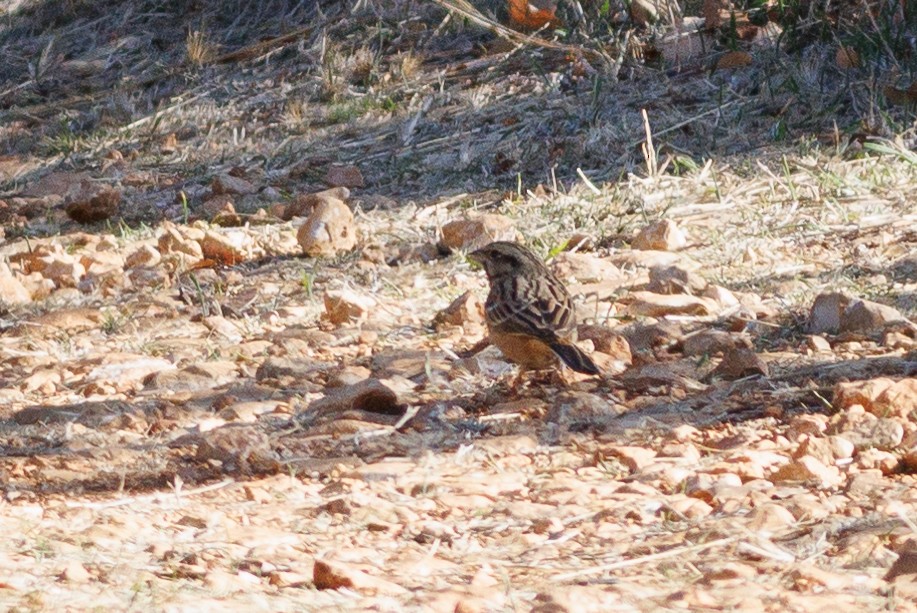 Rock Bunting - ML627605481