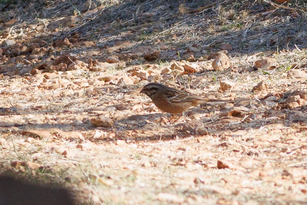Rock Bunting - ML627605482