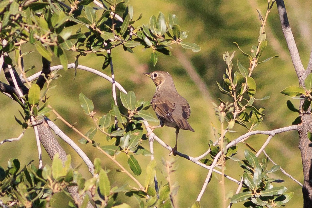 Song Thrush - ML627605487