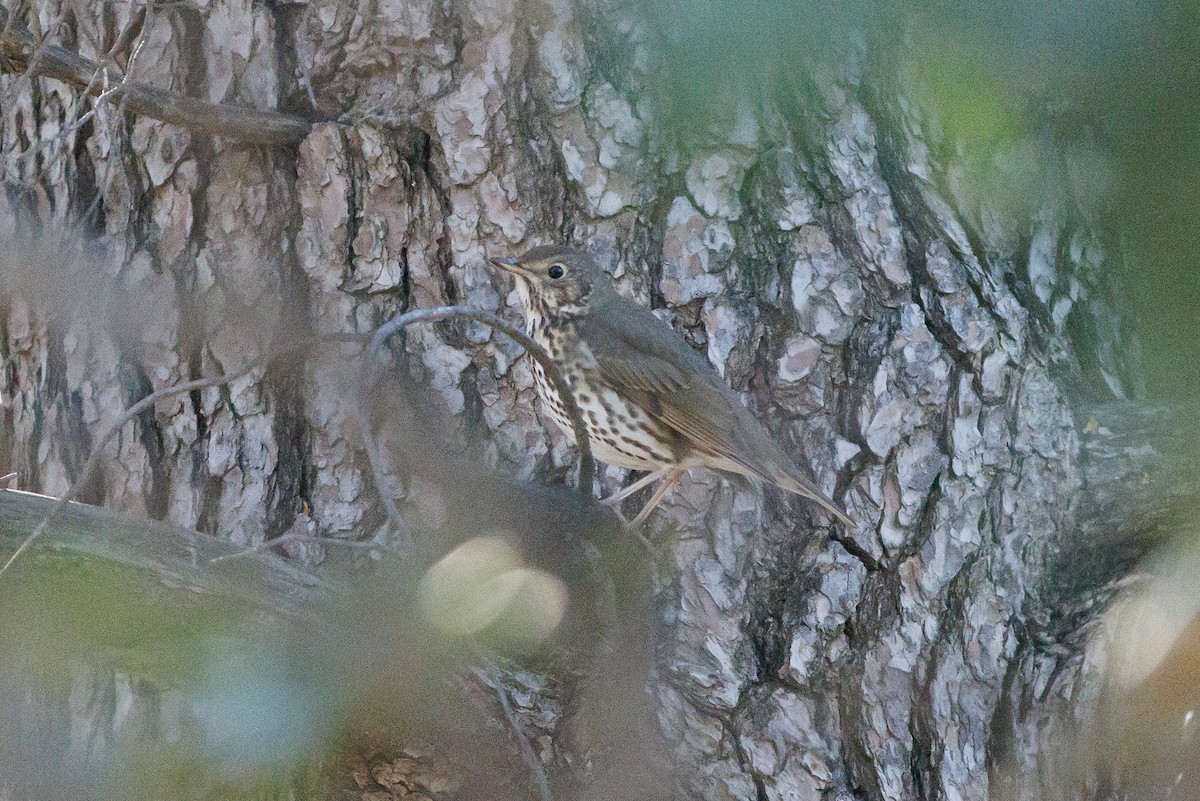 Song Thrush - ML627605488