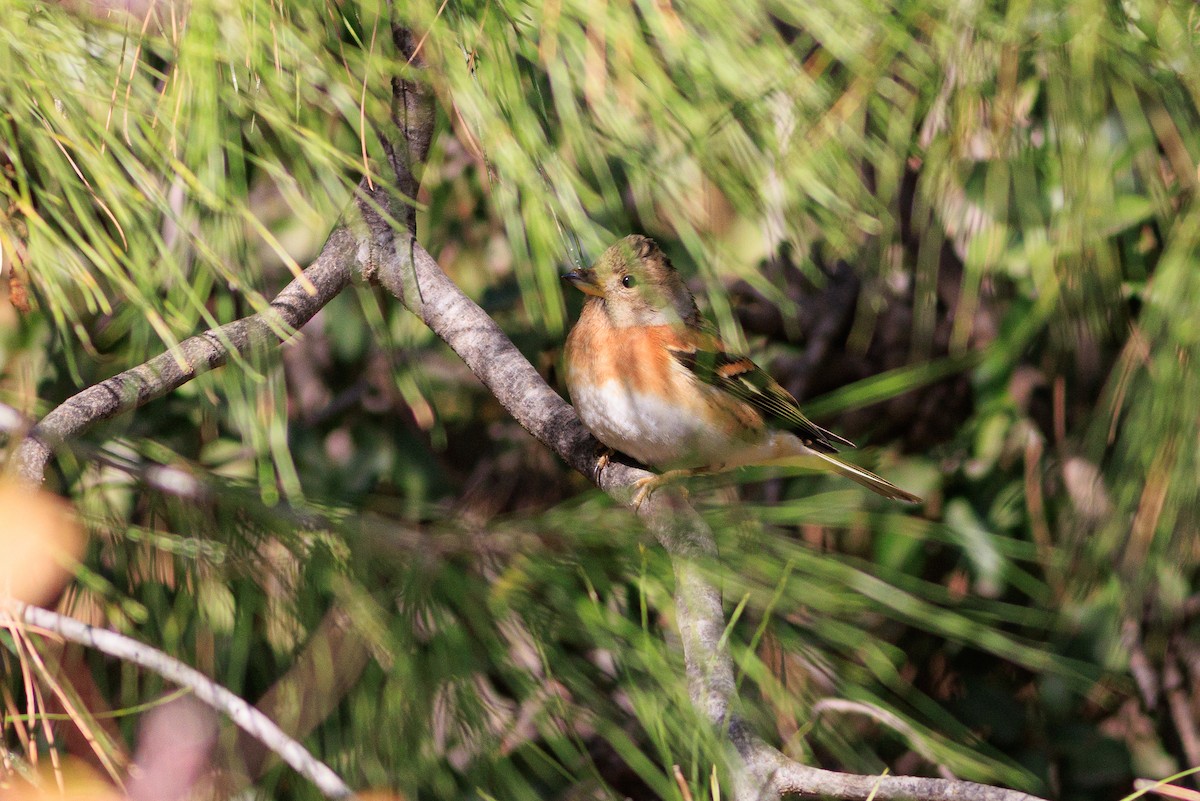 Brambling - ML627605489