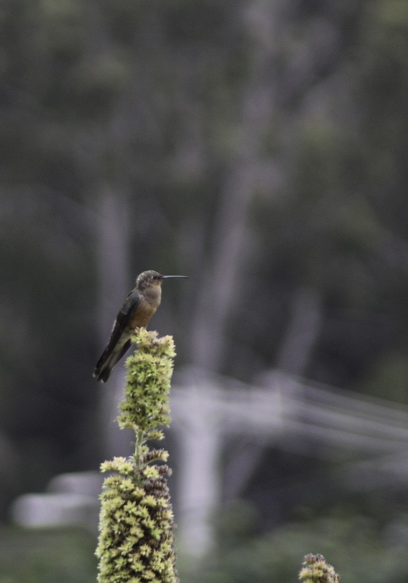 Colibri géant - ML627605527