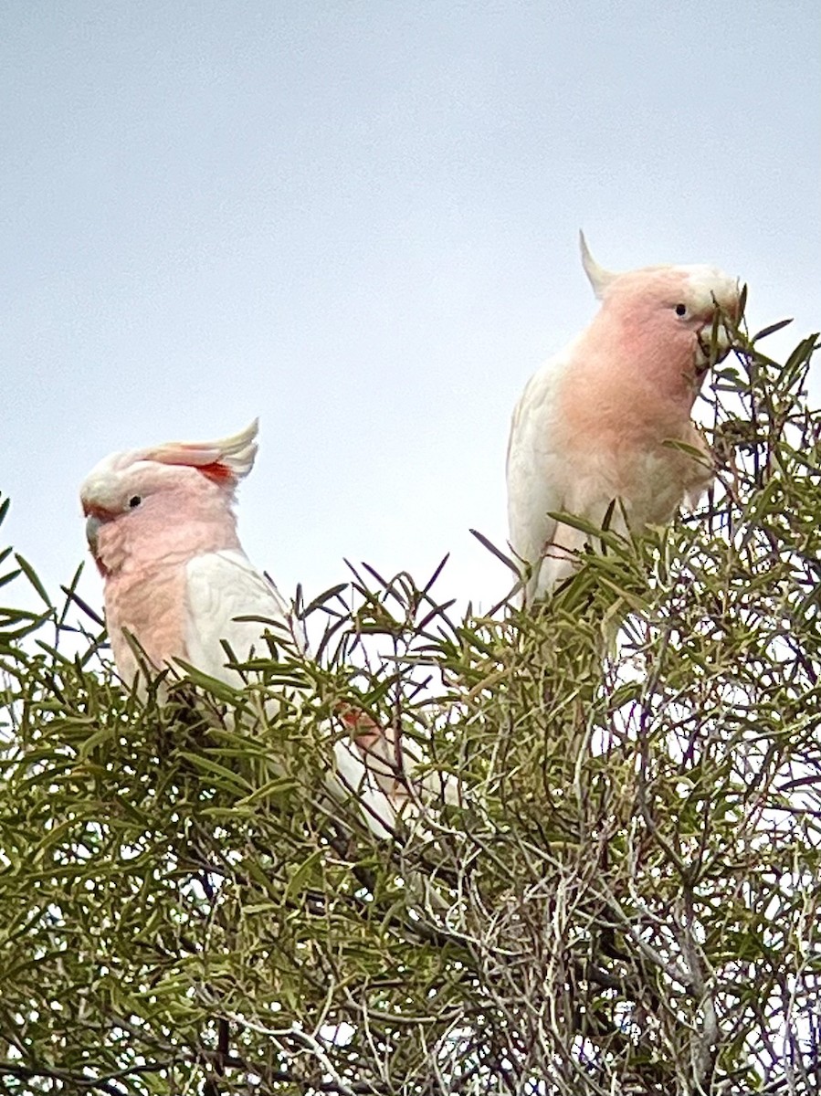 Pink Cockatoo - ML627605815