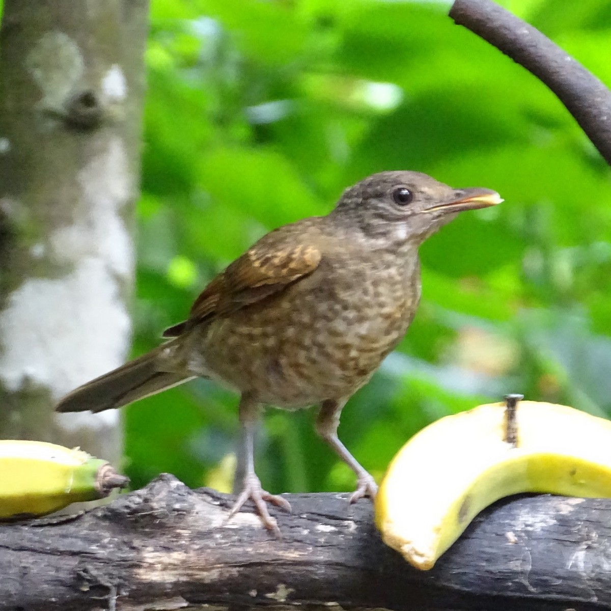 Pale-breasted Thrush - ML627605926