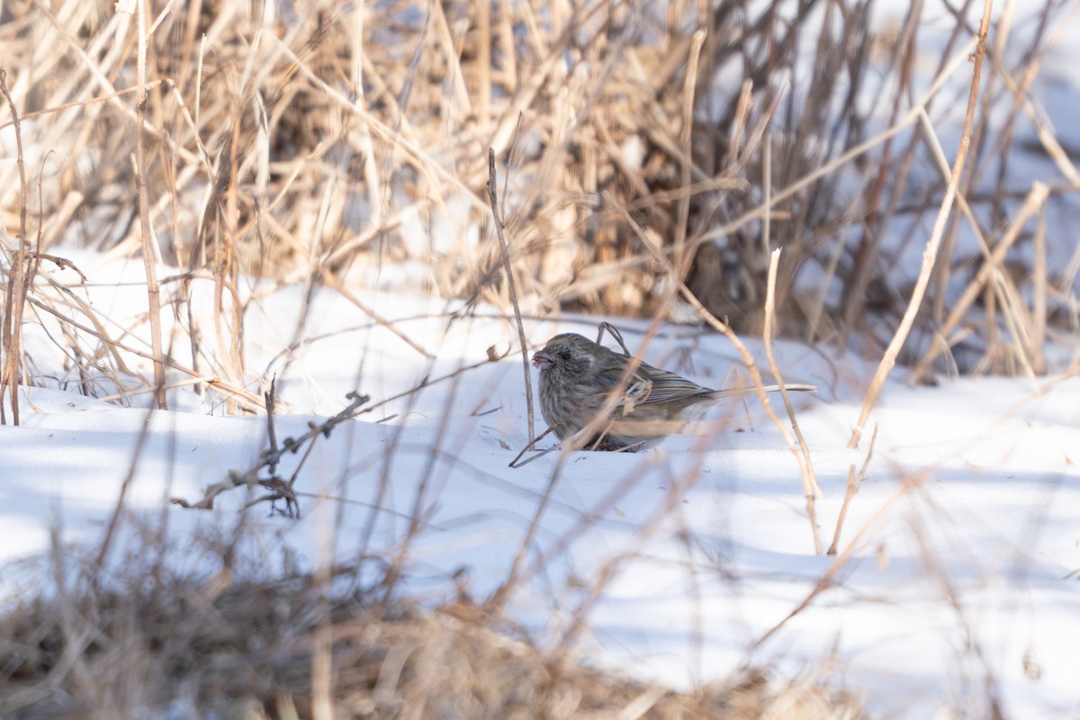 Long-tailed Rosefinch (Chinese) - ML627605928