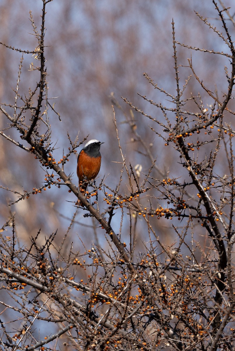 White-winged Redstart - ML627605931