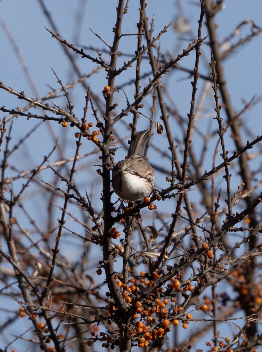 Beijing Babbler - ML627605934