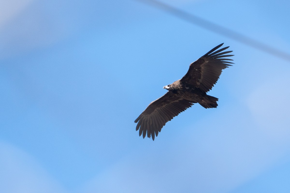 Cinereous Vulture - ML627605937