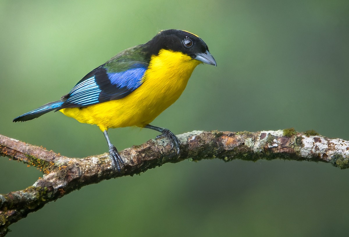 Blue-winged Mountain Tanager - ML627605951