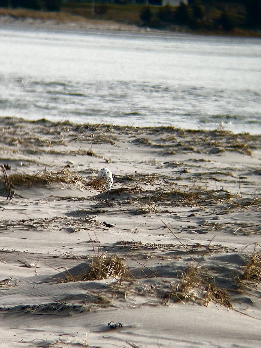 Snowy Owl - ML627606110