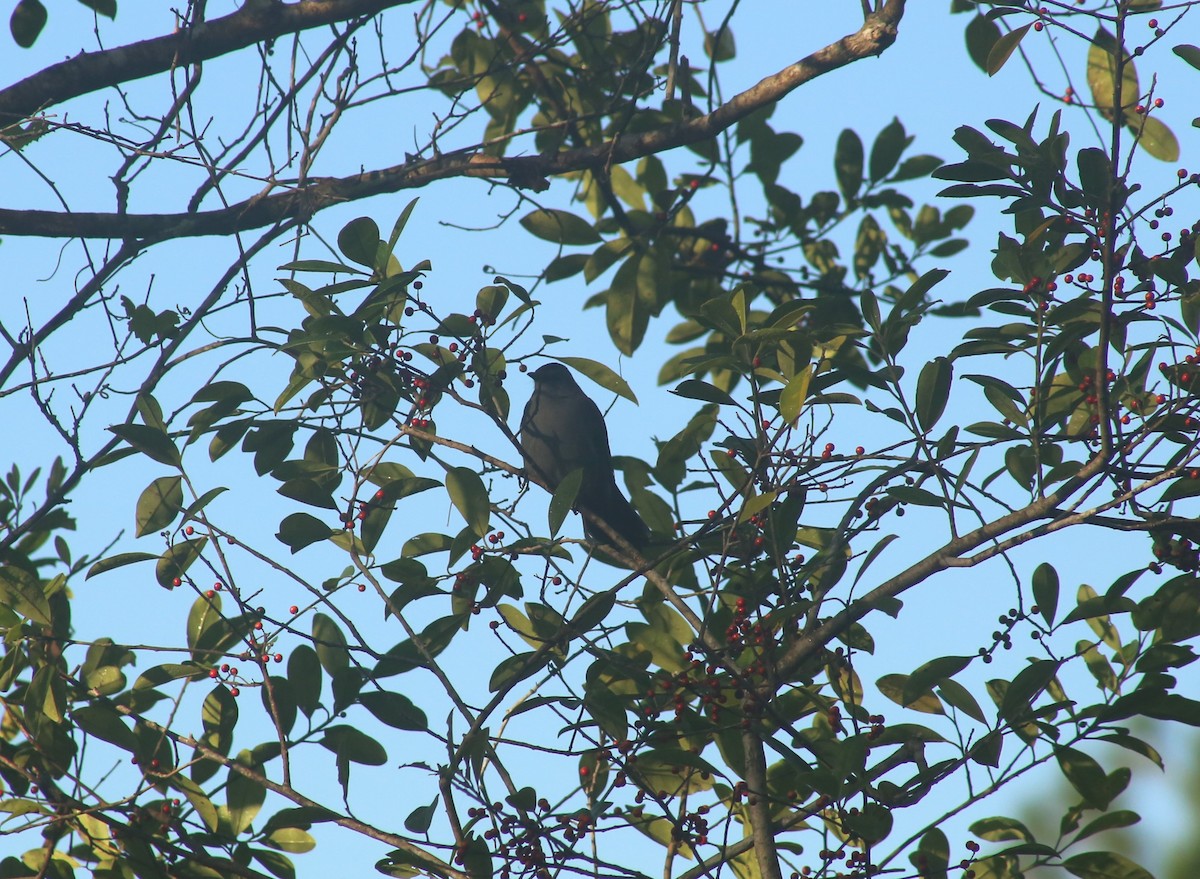Gray Catbird - ML627606186