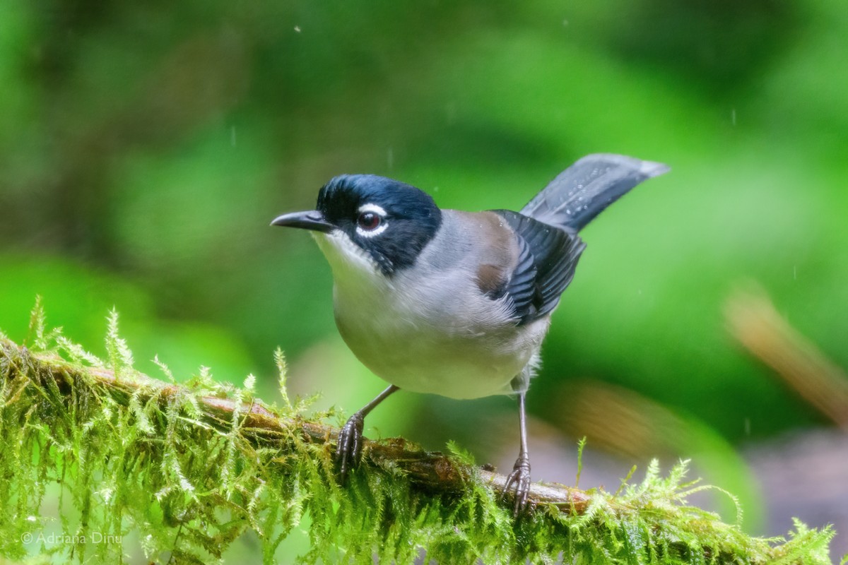 Black-headed Sibia (engelbachi/kingi) - ML627606193