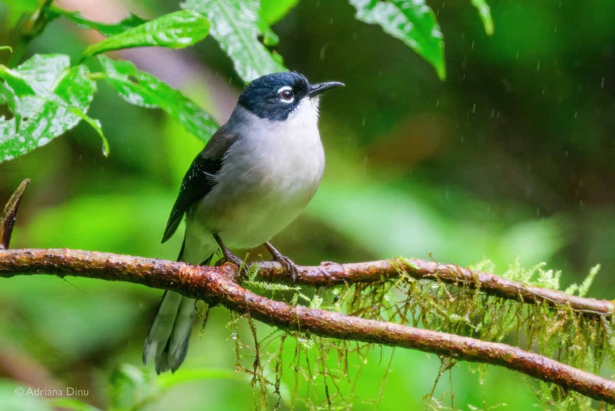 Black-headed Sibia (engelbachi/kingi) - ML627606194