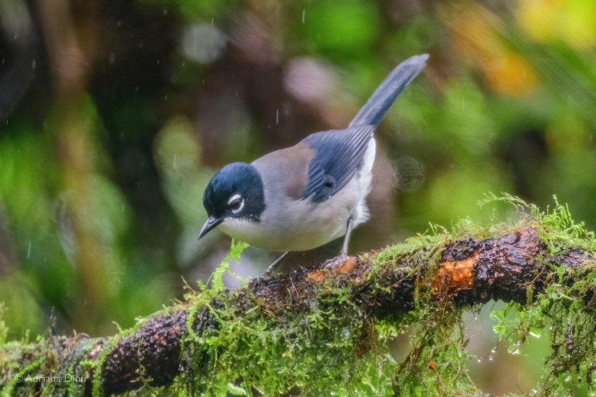 Black-headed Sibia (engelbachi/kingi) - ML627606195