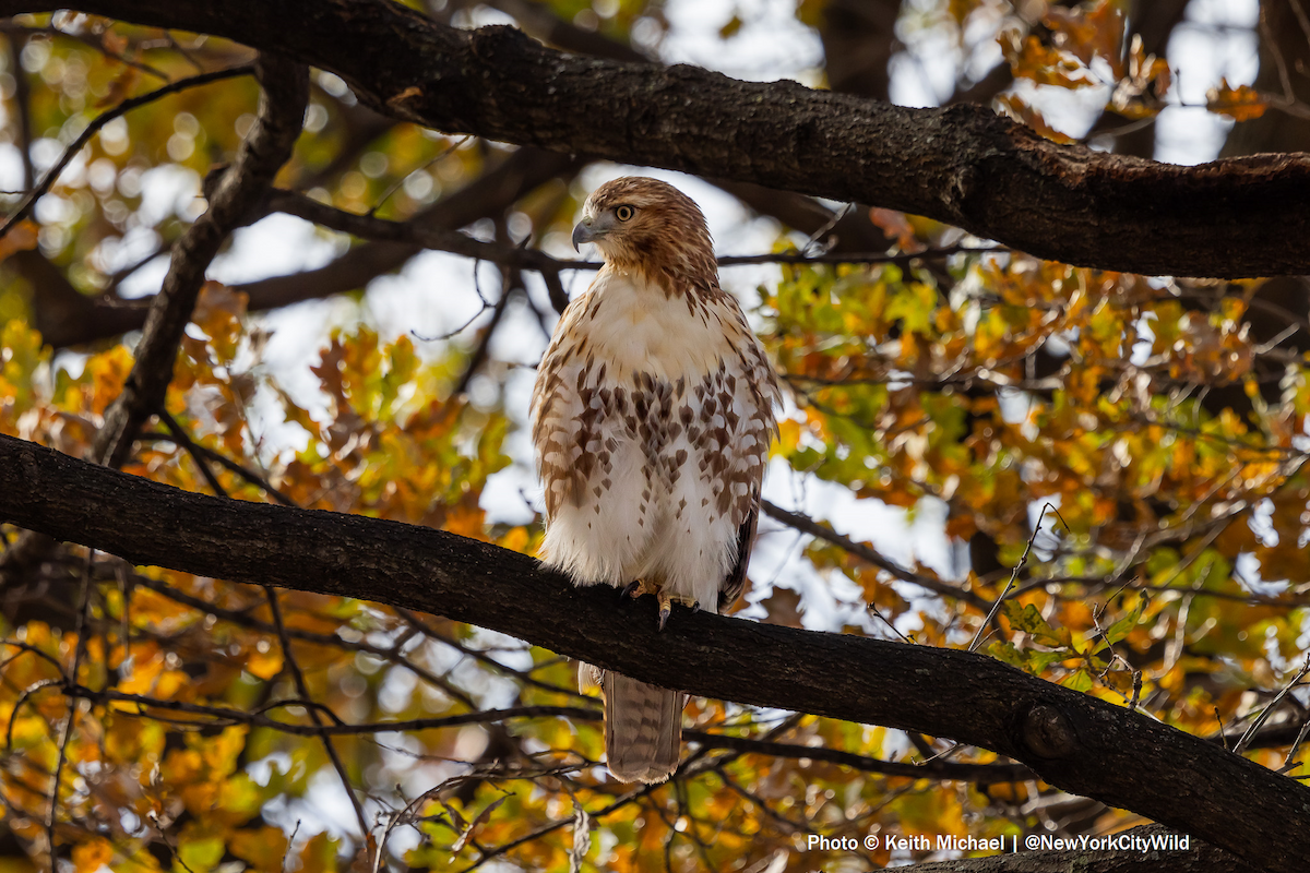 Red-tailed Hawk - ML627606327