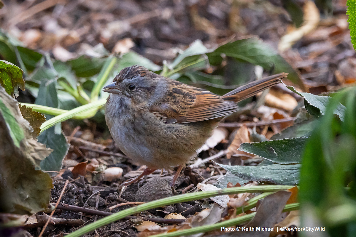 Swamp Sparrow - ML627606350