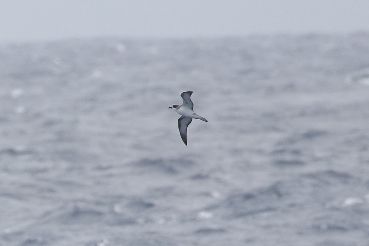 Petrel de Barau - ML627606529