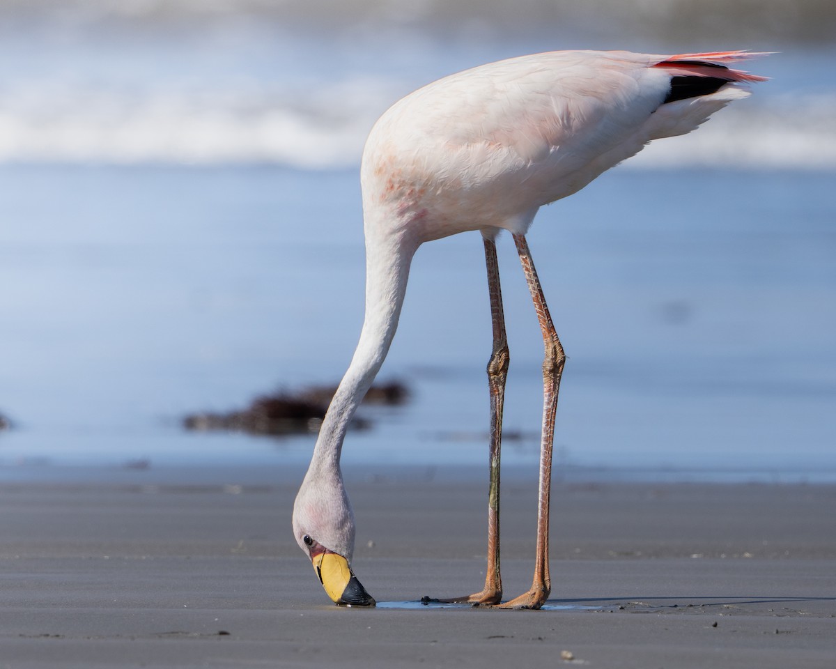 plameňák punový - ML627606667