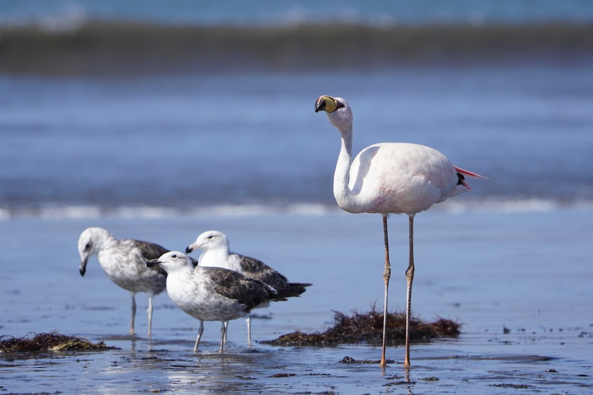 plameňák punový - ML627606668