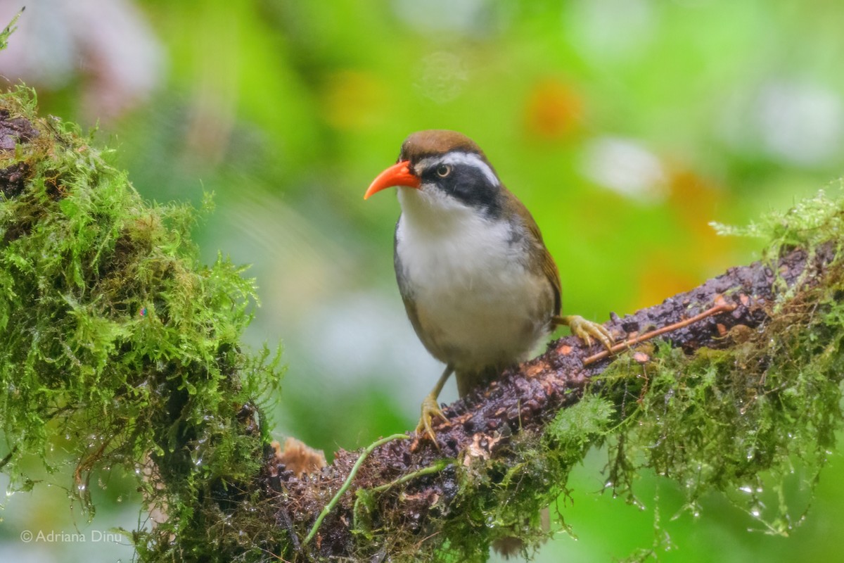 Brown-crowned Scimitar-Babbler - ML627606684