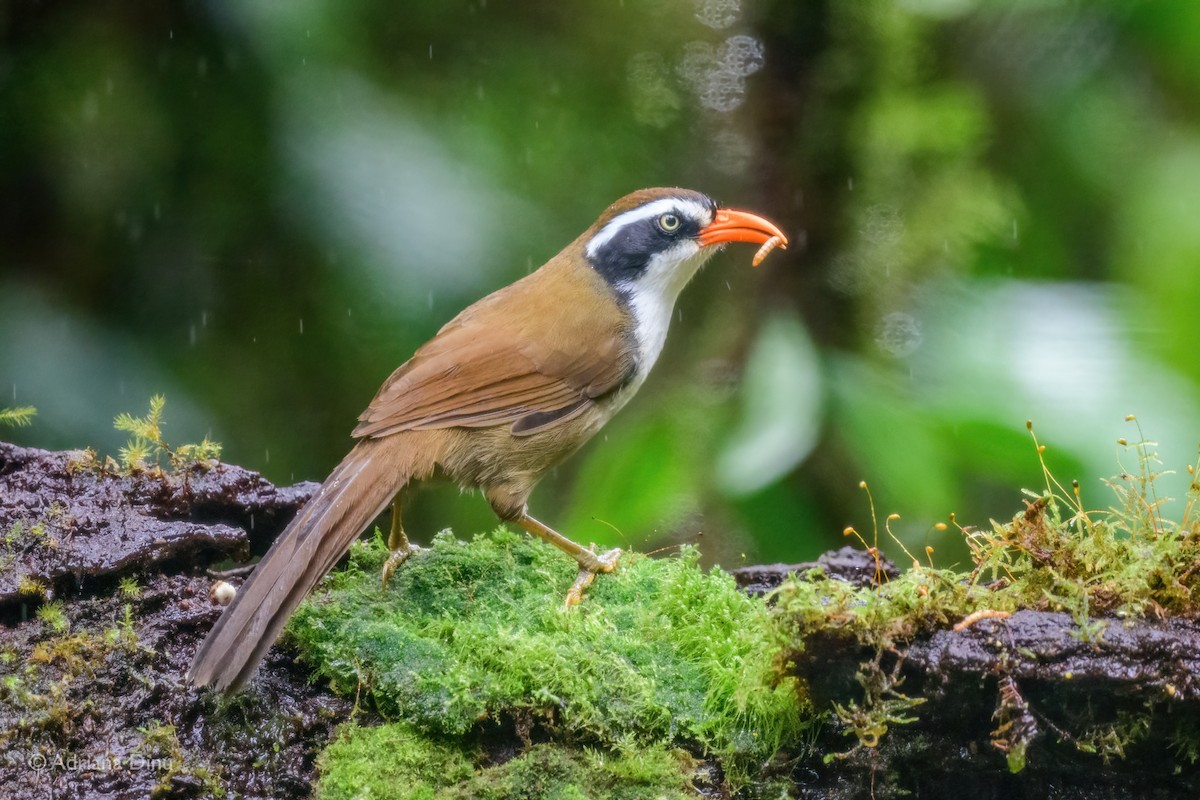 Brown-crowned Scimitar-Babbler - ML627606685