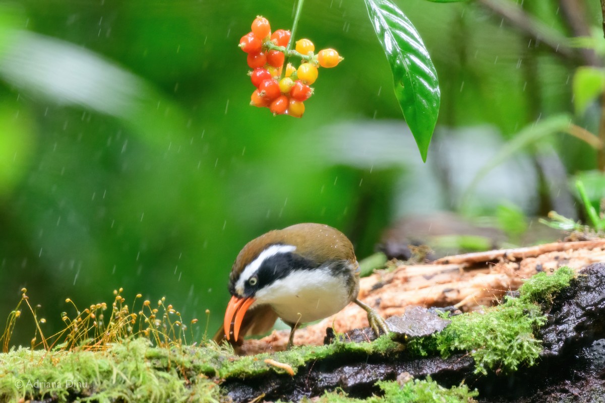 Brown-crowned Scimitar-Babbler - ML627606686