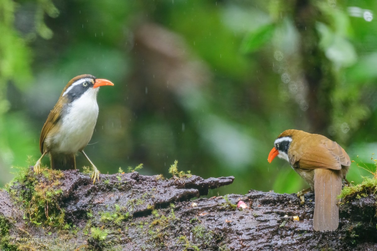 Brown-crowned Scimitar-Babbler - ML627606687