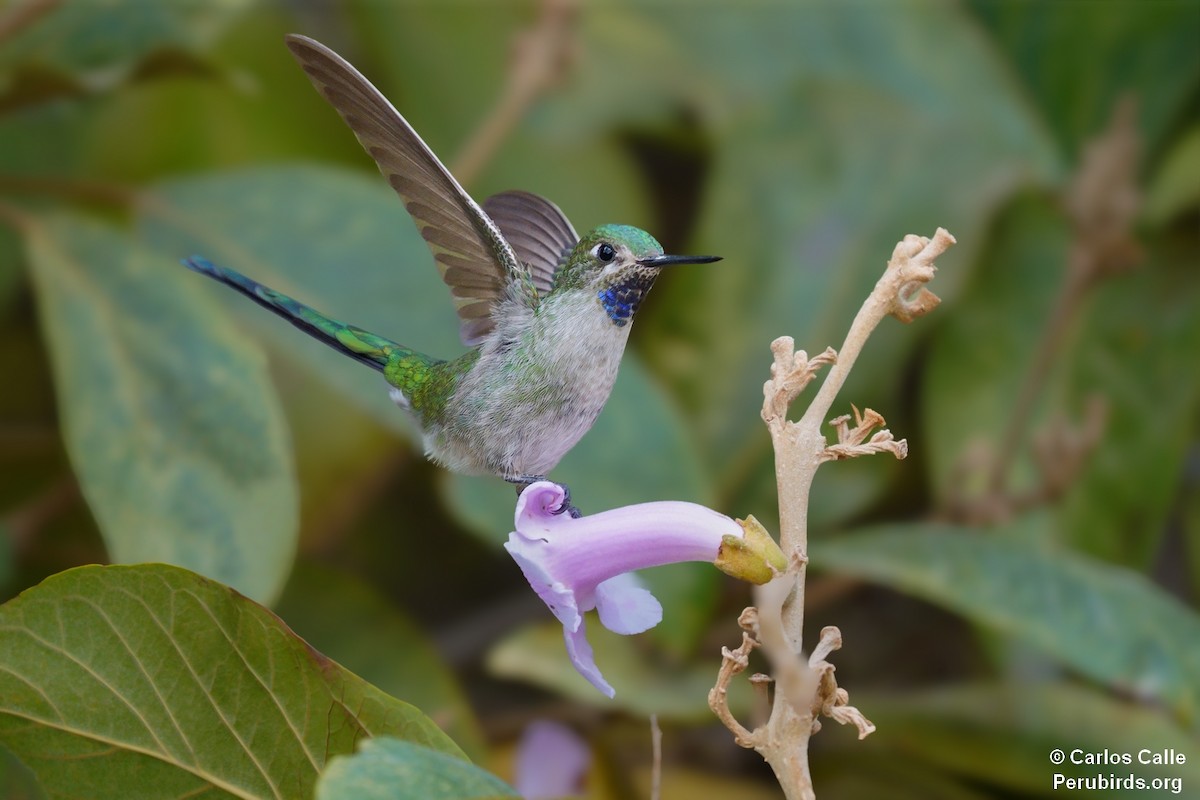 kometka šedobřichá - ML627606712